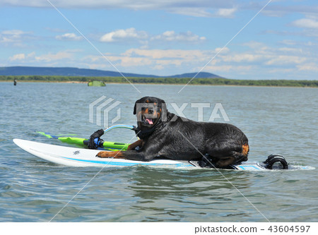 rottweiler on windsurf rottweiler on windsurf 43604597