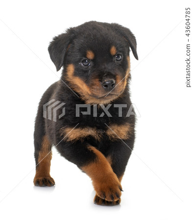 puppy rottweiler in studio puppy rottweiler in studio 43604785
