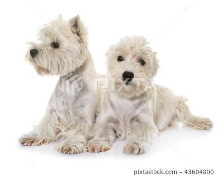 west highland white terrier 43604800