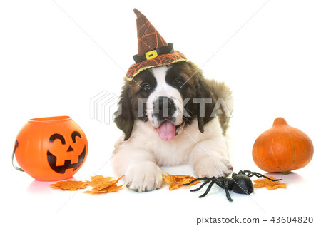 puppy saint bernard and halloween puppy saint bernard and halloween 43604820