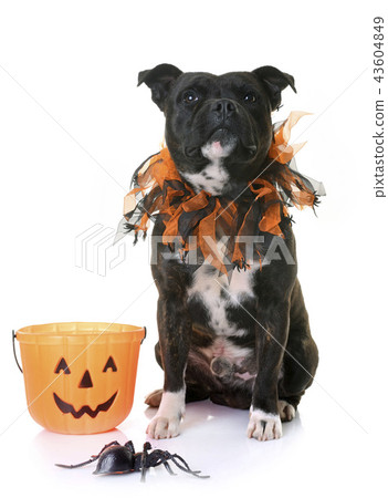 staffordshire bull terrier 43604849