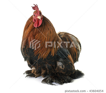 pekin chicken in studio 43604854