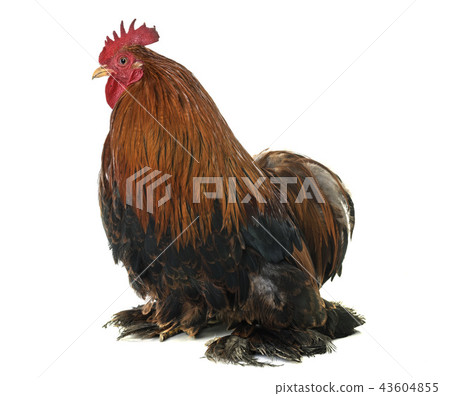 pekin chicken in studio pekin chicken in studio 43604855