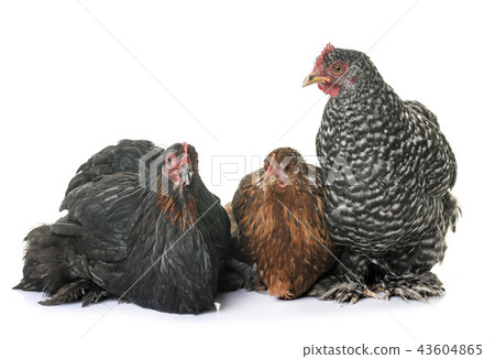 pekin chicken in studio 43604865