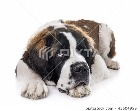 young saint bernard 43604959