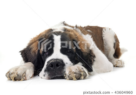 young saint bernard young saint bernard 43604960