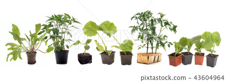 vegetables plants in studio vegetables plants in studio 43604964