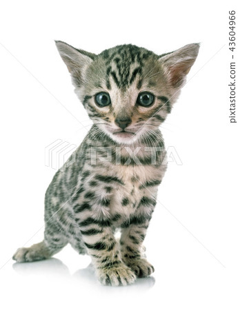 bengal kitten in studio 43604966