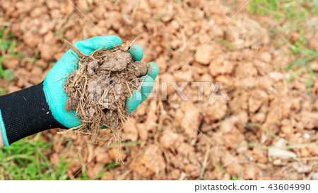 Men holding an organic fertilizer for a plant. Men holding an organic fertilizer for a plant. 43604990