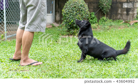 Cute black dog waiting for feeding from man. 43604992
