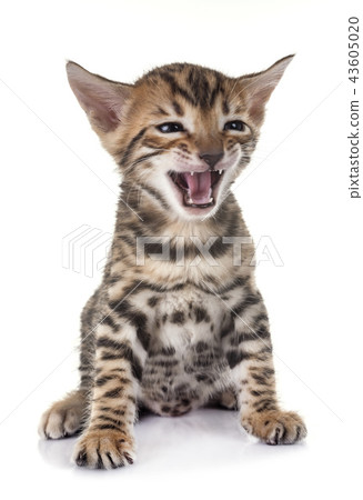 bengal kitten in studio 43605020