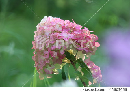 pink hydrangea flowers with white , Fraise melba pink hydrangea flowers with white , Fraise melba 43605066