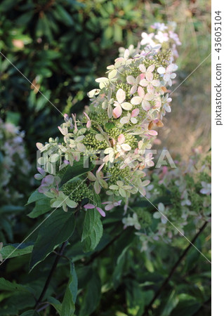 Pink hydrangea flowers with white , Fraise melba Pink hydrangea flowers with white , Fraise melba 43605104