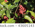 Shepherdia ) with red berries. 43605143
