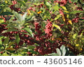 Shepherdia ) with red berries. 43605146