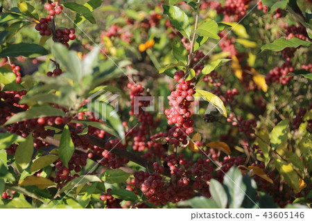 Shepherdia ) with red berries. 43605146