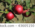 Closeup of red apples on a branch in the garden 43605150
