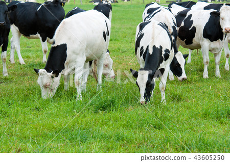 herd of cows on the pasture herd of cows on the pasture 43605250