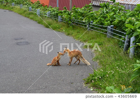 Kita狐狸的父母子女 43605669