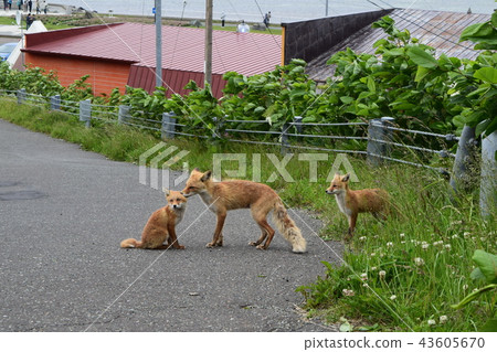 Kita狐狸的父母子女 Kita狐狸的父母子女 43605670