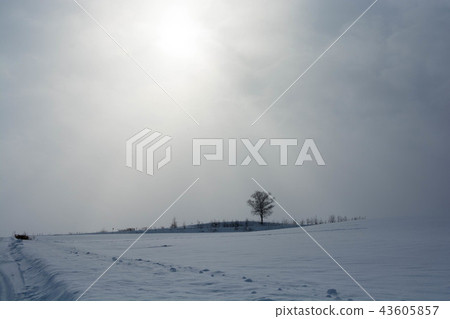 與冬天太陽的冬天陽光 43605857
