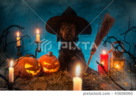Black dog with Halloween pumpkins on wooden planks. Black dog with Halloween pumpkins on wooden planks. 43606060