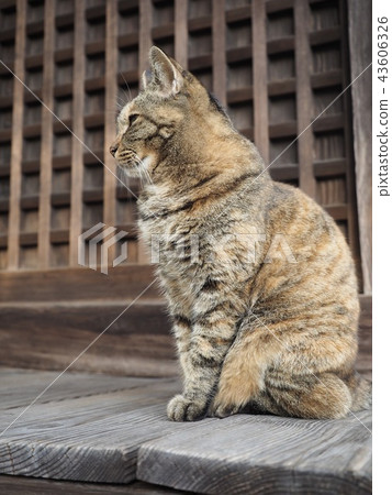 一隻貓 43606326