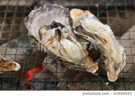 Oyster oyster grilled oyster 43606443
