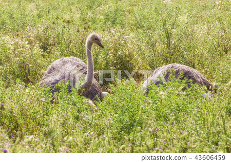 Male African ostrich in nest sitting Male African ostrich in nest sitting 43606459