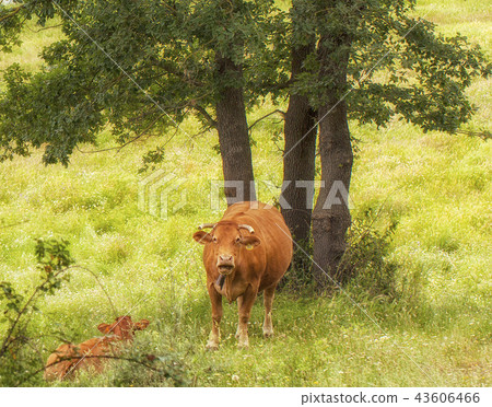 Cow is grazing in the mountains 43606466