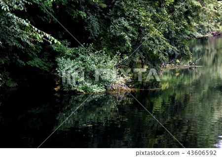 River side tree 43606592