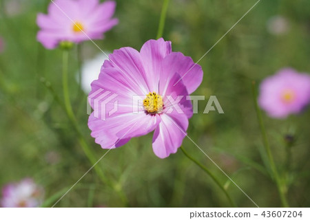 Cosmos flower picoty 43607204