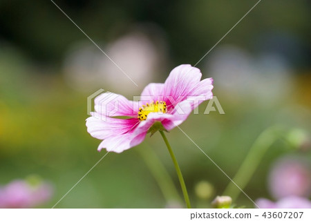 Cosmos flower Hinomaru 43607207