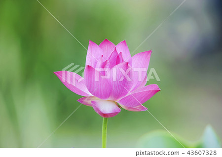 Lotus Lotus 43607328
