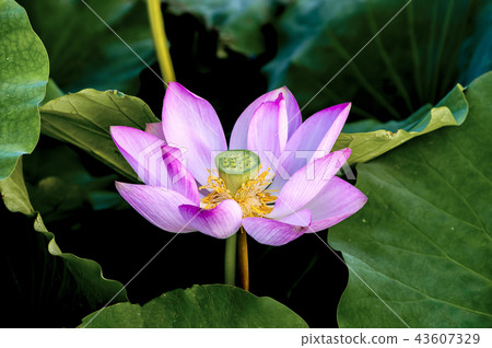 Lotus Lotus 43607329