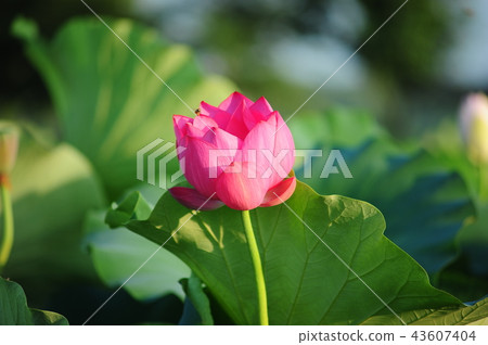 蓮花 蓮花 43607404