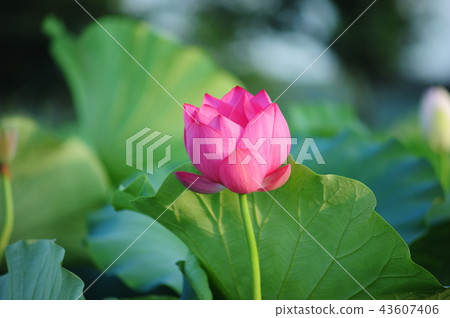 蓮花 蓮花 43607406