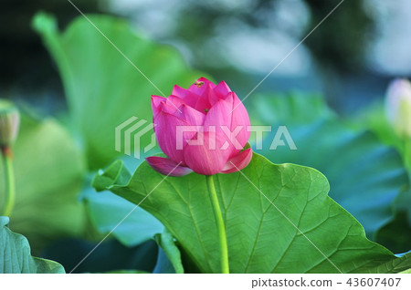 蓮花 蓮花 43607407