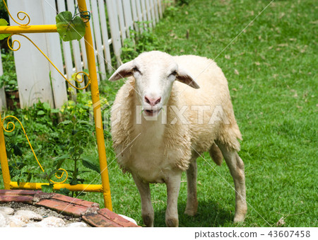 Sheep in a field of green grass on the farm Sheep in a field of green grass on the farm 43607458