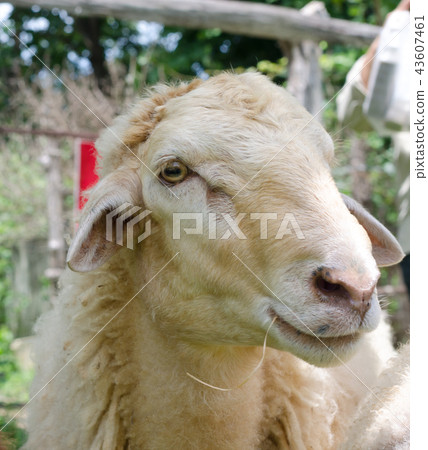 Sheep in a field of green grass on the farm Sheep in a field of green grass on the farm 43607461