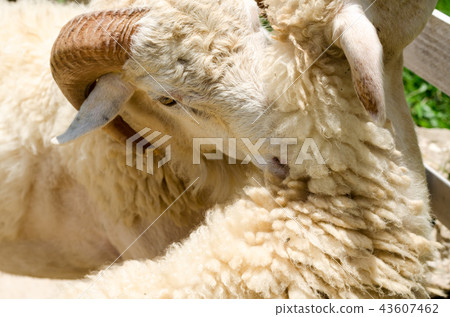 Sheep in a field of green grass on the farm 43607462