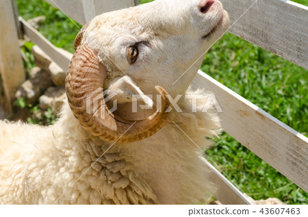 Sheep in a field of green grass on the farm Sheep in a field of green grass on the farm 43607463