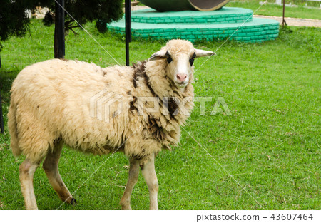 Sheep in a field of green grass on the farm Sheep in a field of green grass on the farm 43607464