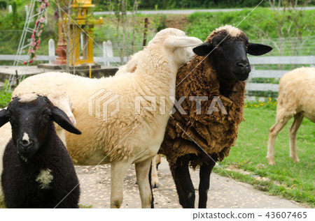 Sheep in a field of green grass on the farm 43607465