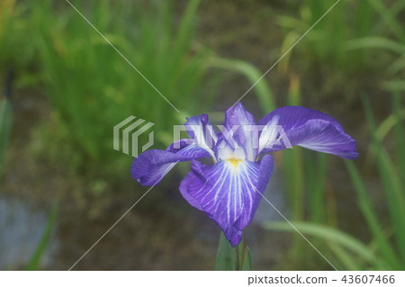 哈娜莎華 哈娜莎華 43607466