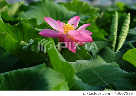 Lotus 43607559