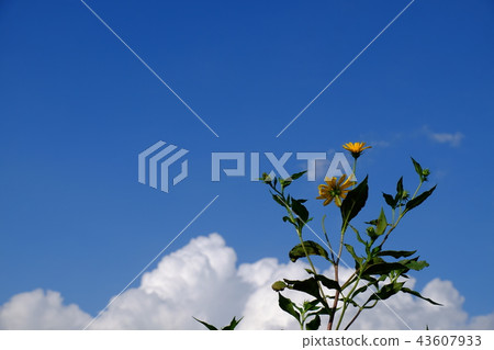 Landscape of Tonegawa Landscape of Tonegawa 43607933