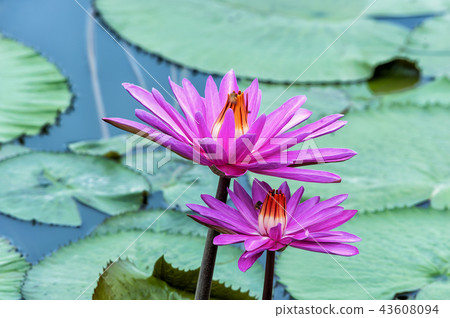 水百合花 43608094