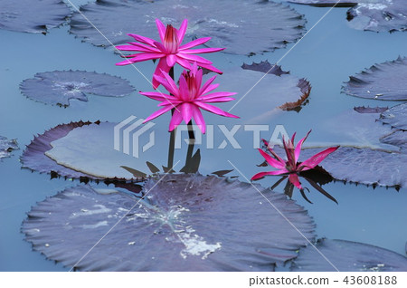 Water lily flower 43608188