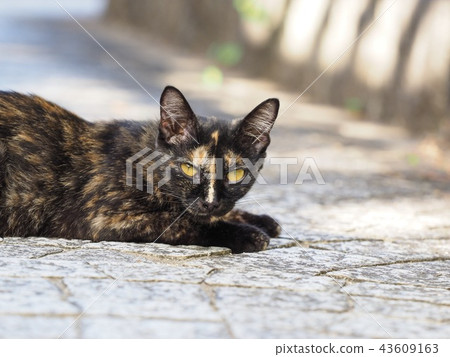 Rusty kitten looking at 43609163